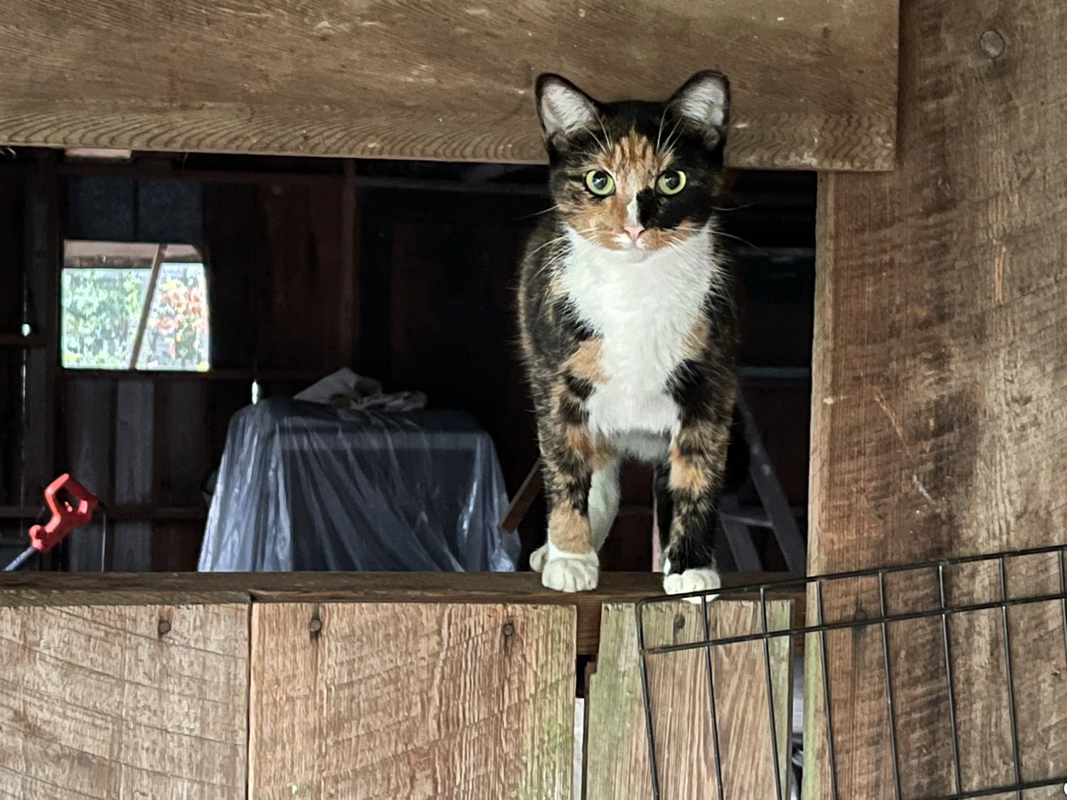 Purradise Springs offers community cats a place to call home.